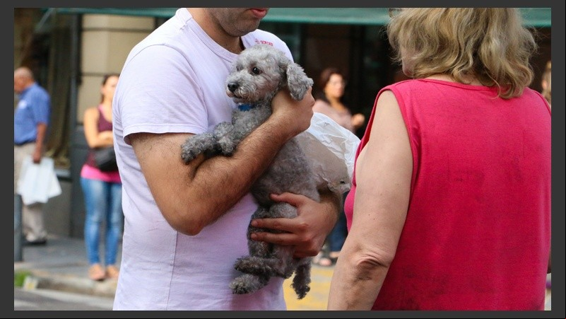 Un perro asustado tras el incendio.