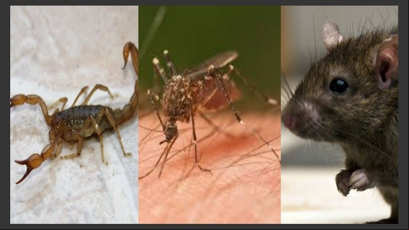 Alacranes, mosquitos y ratas pueden enfermarnos. 