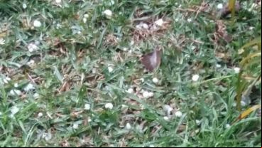El granizo que cayó en Timbúes.