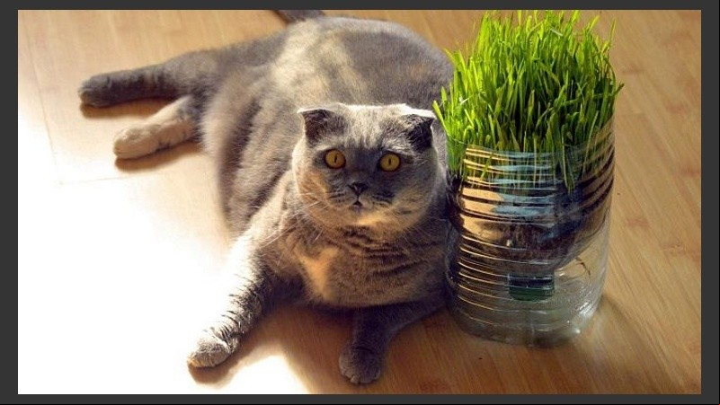 El exceso de peso provoca que algunos animales vean reducida hasta en dos años su esperanza de vida.