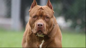 El perro en cuestión es un pitbull.