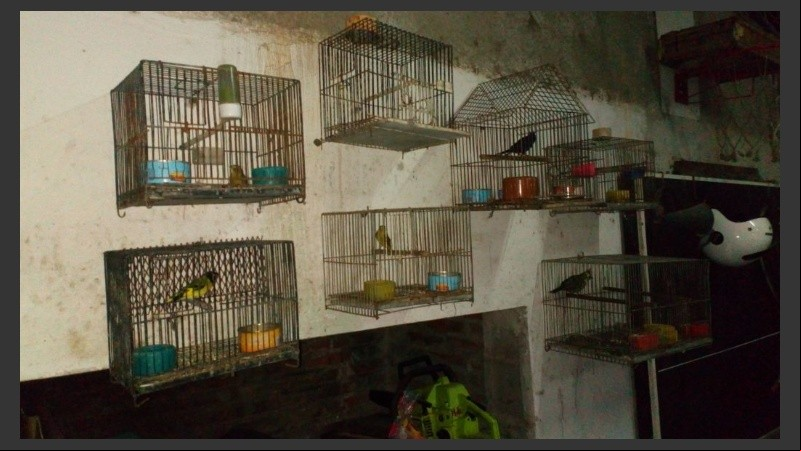 Las aves y tortugas eran llevadas desde Santa Fe a San Luis.