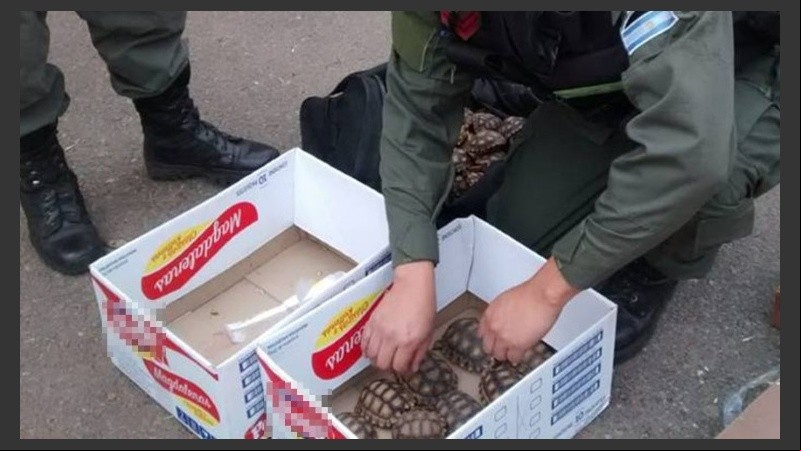 Aves y tortugas fueron rescatadas en el operativo.