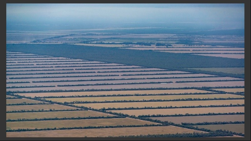 El avance descontrolado de la soja y la ganadería en desmedro del medio ambiente.