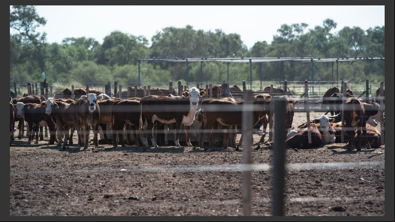 El avance descontrolado de la soja y la ganadería en desmedro del medio ambiente.