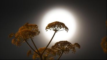 La superluna de gusano asombró al mundo.