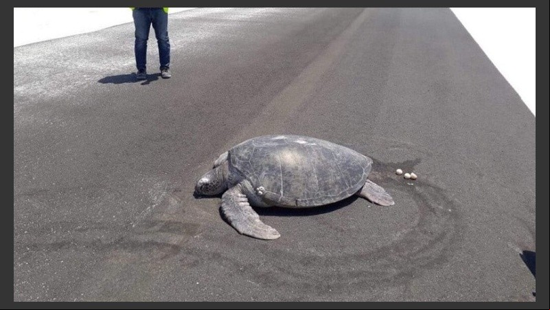 La tortuga puso los huevos en plena pista.