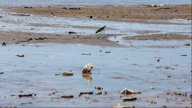 Un pájaro se alimenta de las sobras que encuentra en una playa llena de barro.