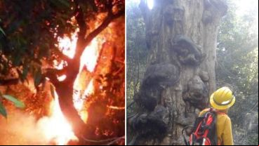 El árbol fue seriamente afectado en un 80 por ciento por las llamas.