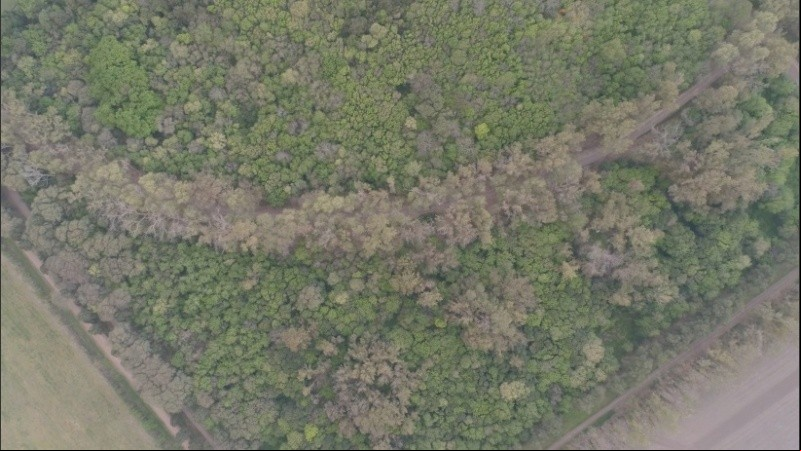 La impactante vegetación, vista desde el cielo.