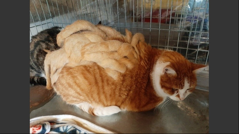 Finalmente el gato ya sin sus rastas fue adoptado por una familia.