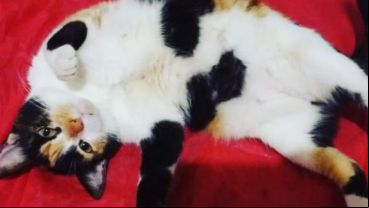 Los gatos sufren mucho cuando son separados de sus dueños.