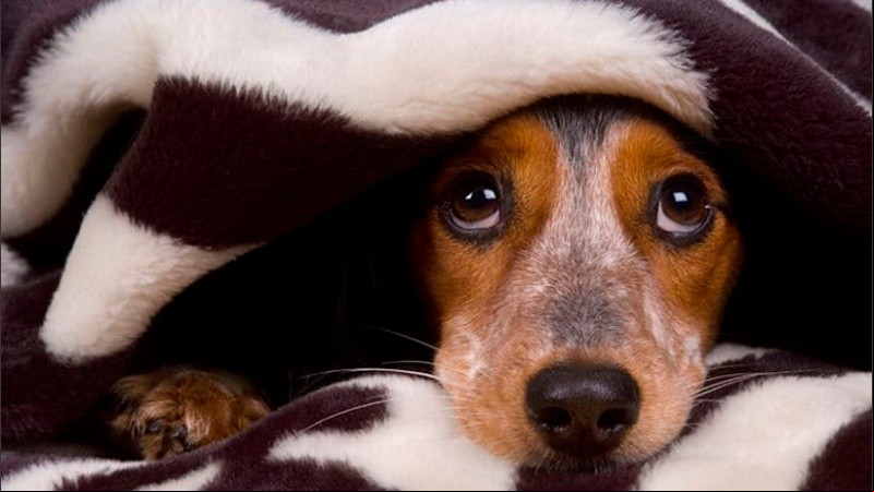 Los animales son muy sensibles a los ruidos de los petardos. 