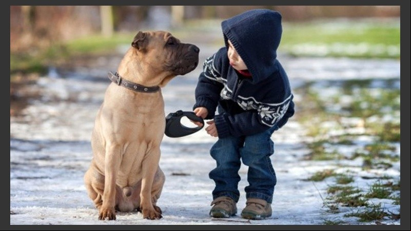 La recomendación pasa por perros que aprendan rápido y se adapten fácilmente a la dinámica de un hogar con niños.