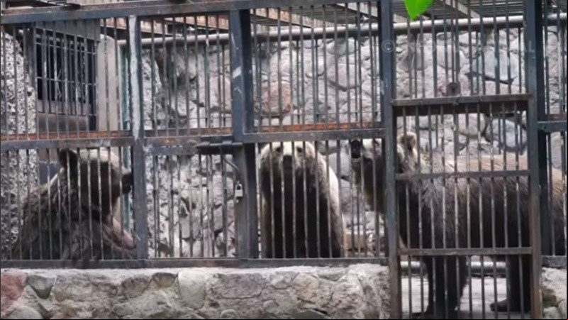 Así se veía a los osos: tras las jaulas y en espacios de cemento.