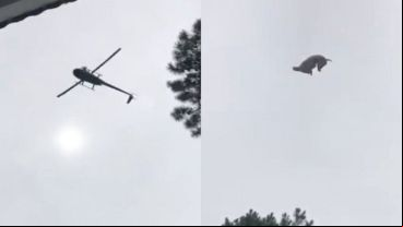 El lanzamiento del cerdo a la pileta generó indignación.