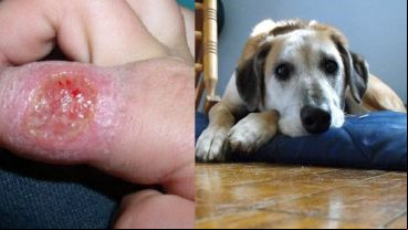 Personas y perros afectados por este grupo de enfermedades.