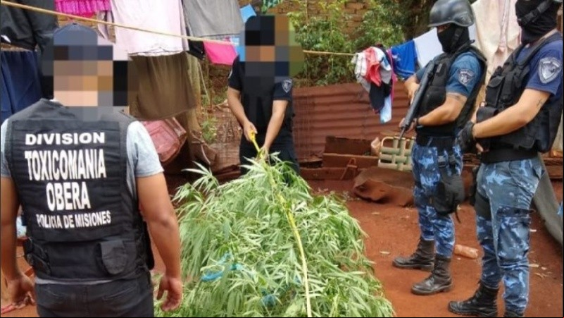 La planta de casi tres metros fue retirada por la policía.
