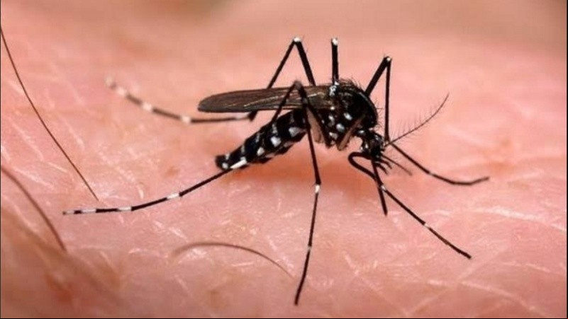 El primer caso mortal por dengue en Rosario. 