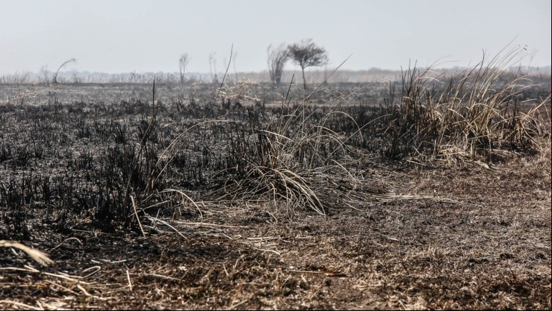 La bajante y las quemas parecen haber cambiado el interés en el delta.