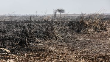 La bajante y las quemas parecen haber cambiado el interés en el delta.