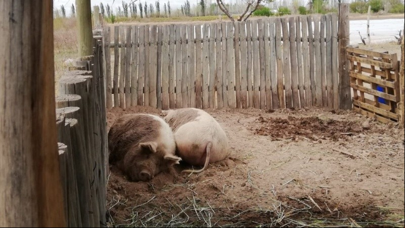 Nuevo hogar: los chanchos en el corral preparado por una familia en Mendoza.