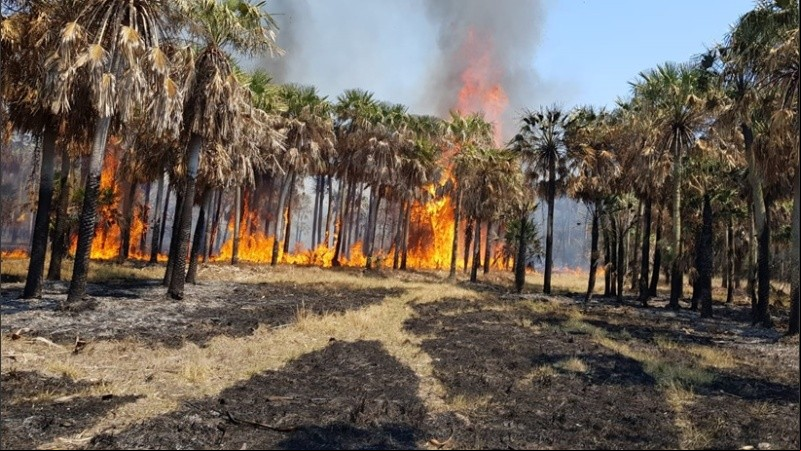 Bomberos Zapadores actuaron en el combate de las llamas.