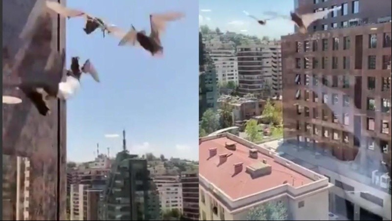 Los murciélagos intentaron ingresar al edificio por las ranuras de las ventanas.