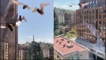Los murciélagos intentaron ingresar al edificio por las ranuras de las ventanas.