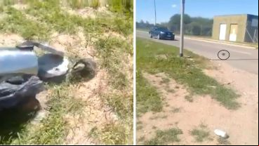 El animal caminó hasta la ruta y fue atropellado por un auto.