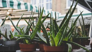 "La planta de los mil usos" es una de las favoritas en el mundo del skincare