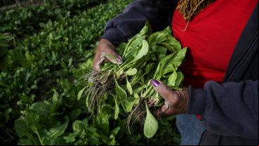 Trabajar con la tierra: así es por dentro el Parque Huerta Oeste.
