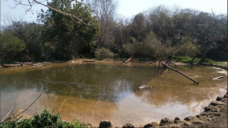La laguna ya es visitada por los pájaros. 