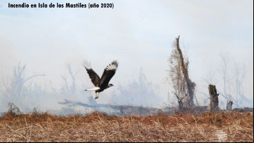 La isla sufrió quemas el año pasado y la UNR estudia el impacto.