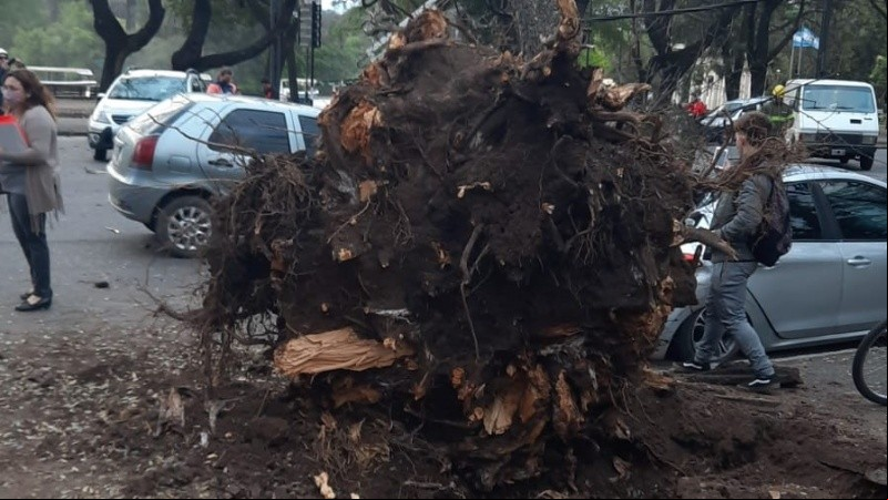 Dos autos afectados bajo un enorme árbol en el parque Independencia.