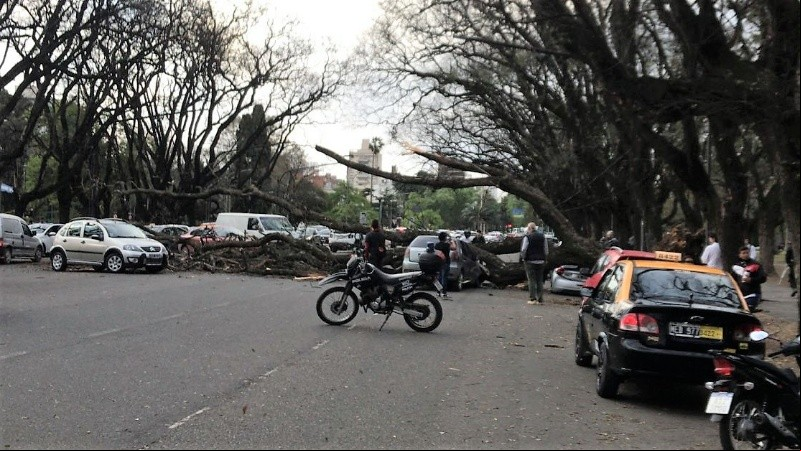Dos autos afectados bajo un enorme árbol en el parque Independencia.