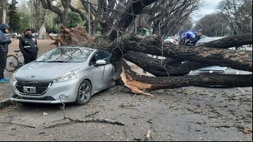 Dos autos afectados bajo un enorme árbol en el parque Independencia.