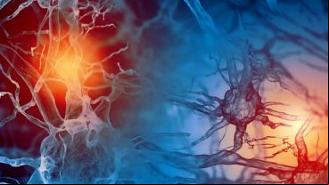 El cerebro y estado anímico se ven completamente influenciados por los valores de las mismas