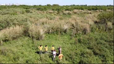 Una cuadrilla supervisa la realización de cortafuegos en las islas este año.