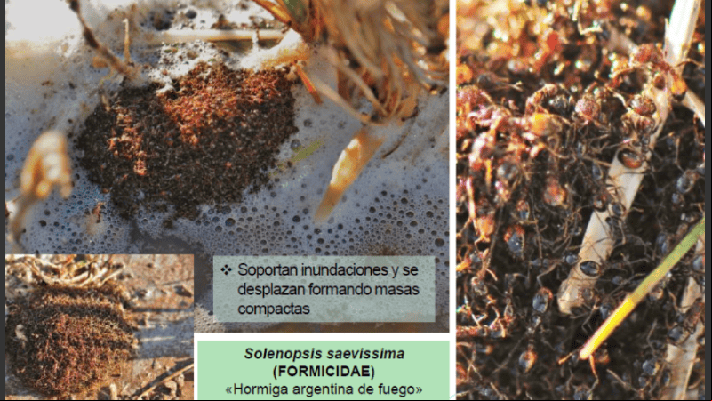 Oportunista y agresiva, la hormiga argentina de fuego conquista las zonas quemadas del Delta.