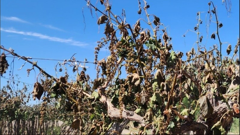 Las condiciones atmosféricas de las dos últimas noches de octubre trajeron consigo heladas tardías, una de las adversidades climáticas más difíciles de enfrentar para la agricultura en general y la vitivinicultura en particular.