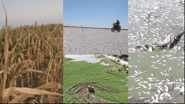 Postales 2023: maizal seco, laguna de tierra, iguana con peces moribundos y un camalotal gigante.