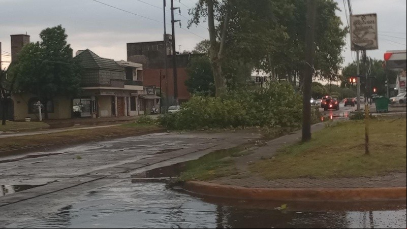 Un árbol corta Uriburu hacia el oeste, unos 50 metros antes de Ovidio Lagos.