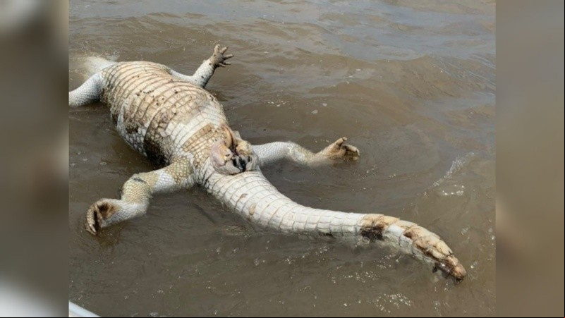 Un yacaré adulto fue encontrado sin vida en el río, a la altura de Puerto Norte.