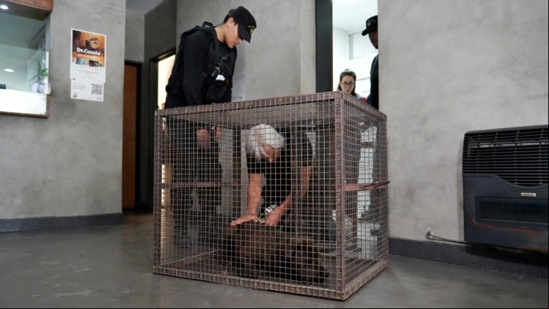 El operativo de traslado del perro se realizó este miércoles al mediodía.