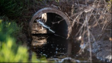 La muestra analizada fue tomada en un canal lindero al basural.