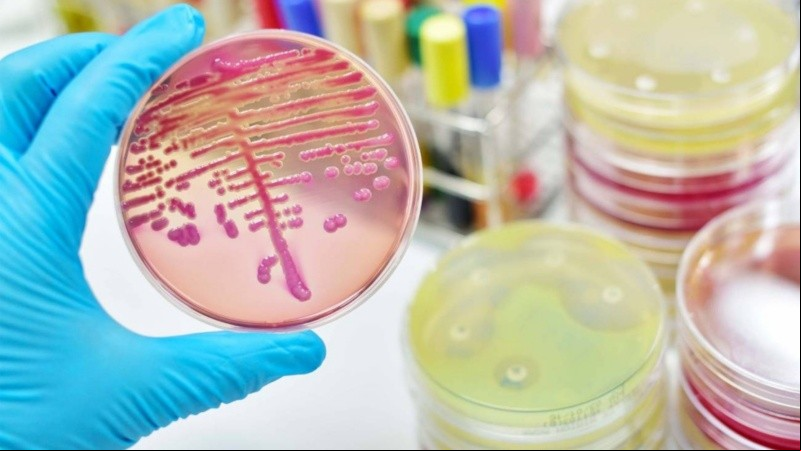 Algunas enfermedades, el uso de antibióticos y dietas poco saludables pueden reducir la abundancia y supervivencia de las bacterias intestinales