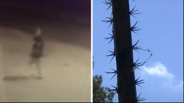 Los delincuentes roban a pesar de las medidas de seguridad del lugar.