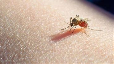 La enfermedad se transmite a través del mosquito hembra del género Anopheles.