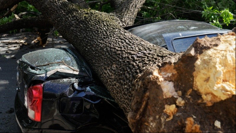 Un árbol cayó sobre un auto estacionado en Junín al 1300.